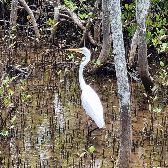 Great Egret: Animal in habitat Freshwater habitat in the NatureSpots App