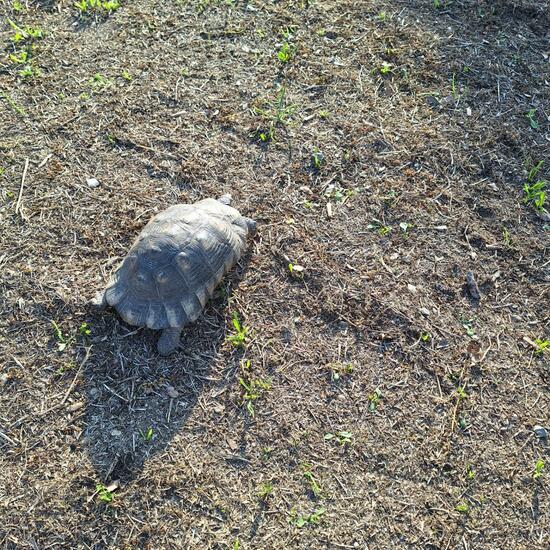 Testudo: Animal in habitat Park in the NatureSpots App