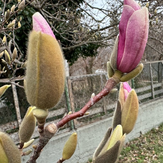 Magnolien: Pflanze im Habitat Garten in der NatureSpots App