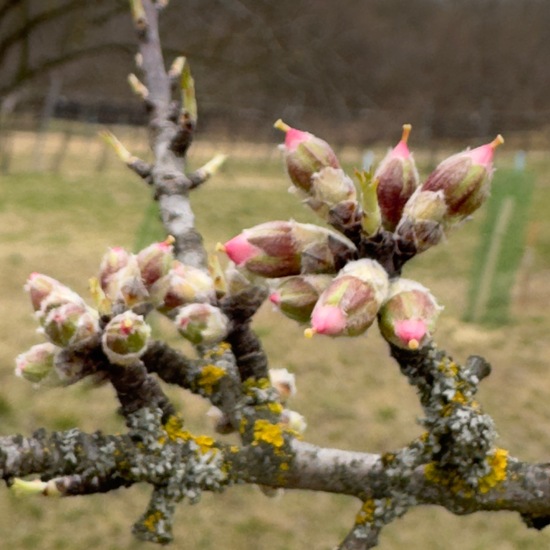 Mandel: Pflanze im Habitat Anderes Agrarhabitat in der NatureSpots App