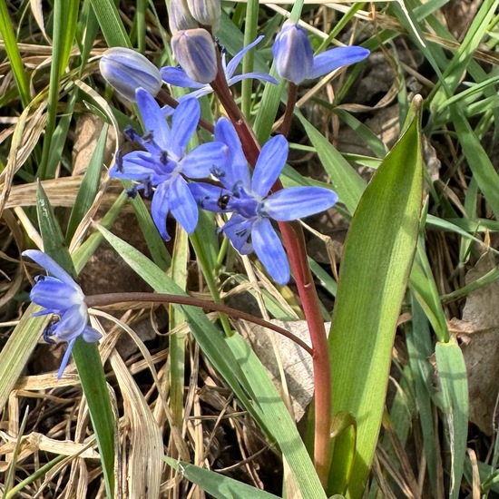 Scilla bifolia: Plant in habitat Buffer strip in the NatureSpots App