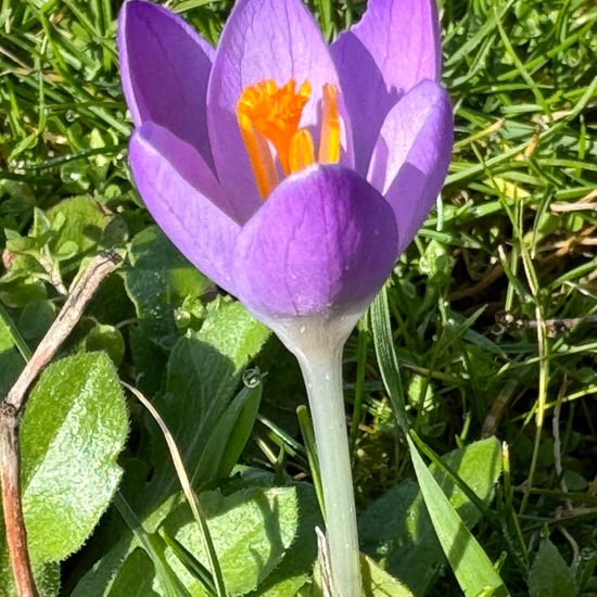 Frühlings-Krokus: Pflanze im Habitat Garten in der NatureSpots App