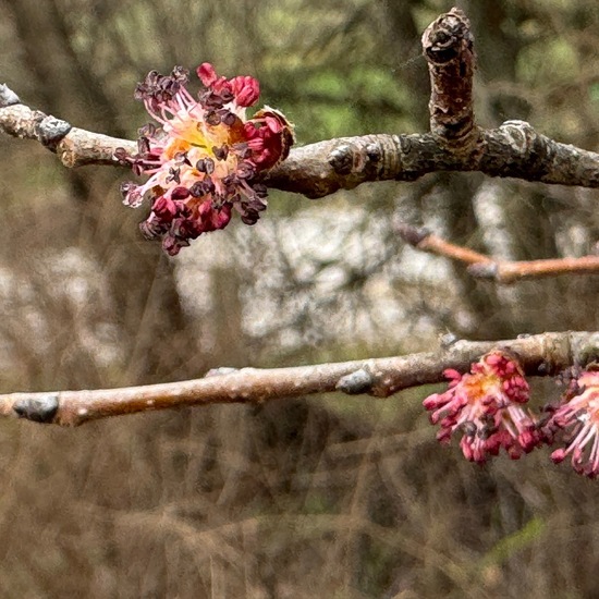 Feldulme: Pflanze im Habitat Habitat manuell eingeben in der NatureSpots App