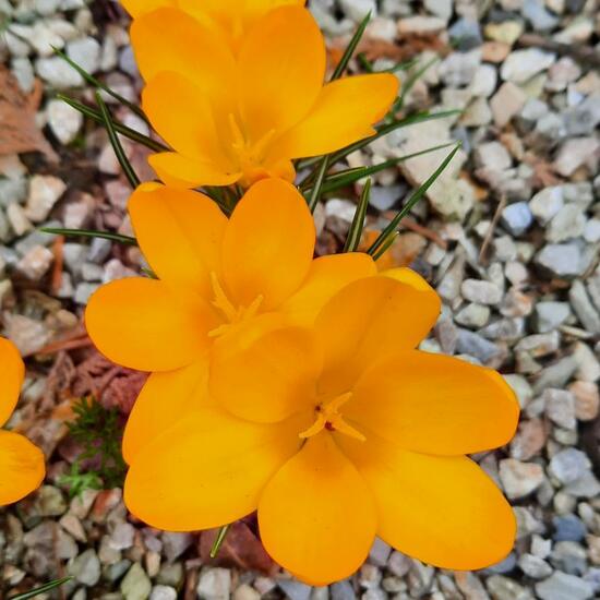 Frühlings-Krokus: Pflanze im Habitat Stadt und Garten in der NatureSpots App