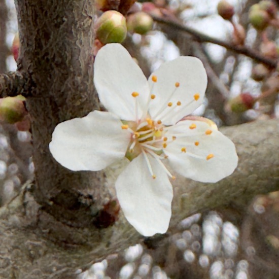 Prunus cerasifera: Plant in habitat Buffer strip in the NatureSpots App