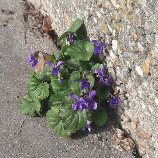 Viola odorata: Plant in habitat City and Urban in the NatureSpots App