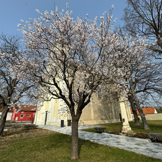 Mandel: Pflanze im Habitat Hinterhof in der NatureSpots App