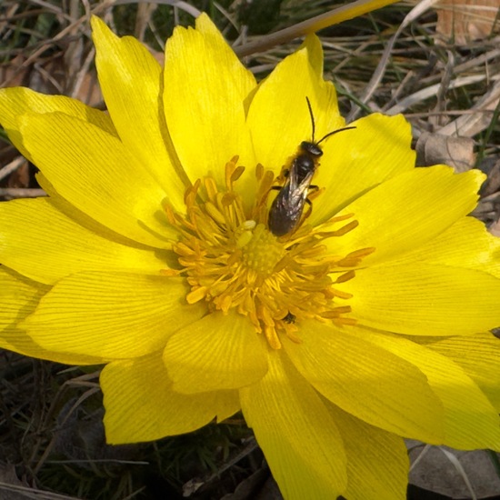 Adonis vernalis: Plant in habitat Shrubland in the NatureSpots App