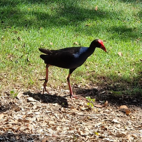 Porphyrio melanotus: Tier im Habitat Park in der NatureSpots App