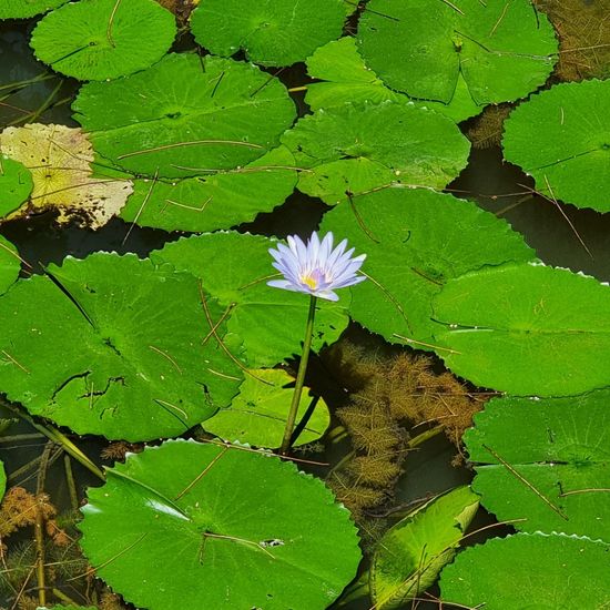 Nymphaea gigantea: Pflanze im Habitat See in der NatureSpots App