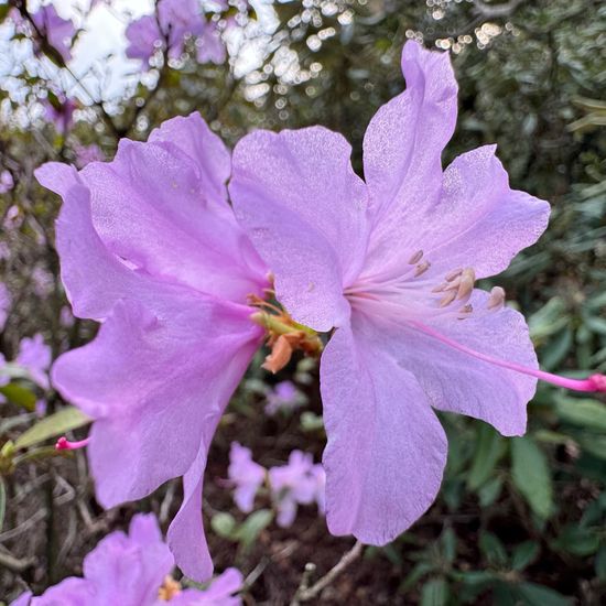 Rhododendron: Pflanze im Habitat Park in der NatureSpots App