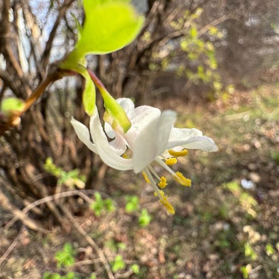 Lonicera fragrantissima: Plant in habitat Garden in the NatureSpots App