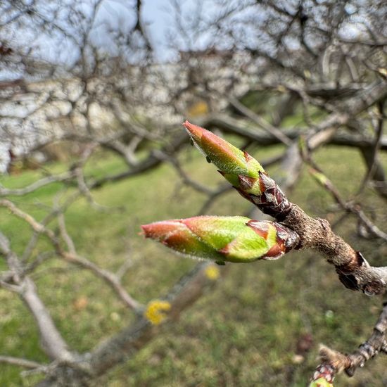 Mispeln: Pflanze im Habitat Garten in der NatureSpots App