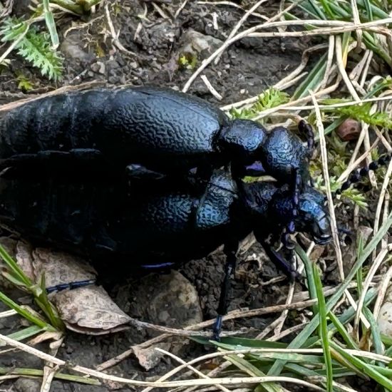 Schwarzblauer Ölkäfer: Tier im Habitat Garten in der NatureSpots App