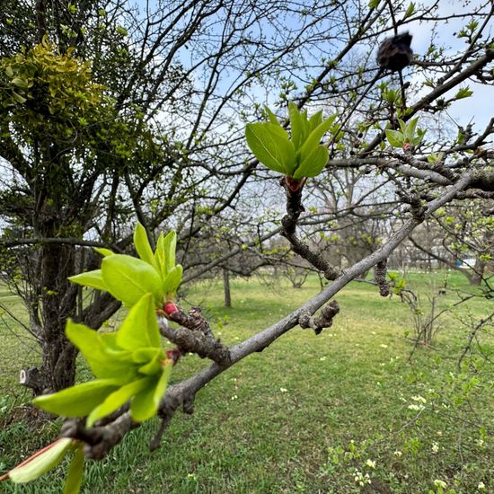 Malus baccata: Plant in habitat Park in the NatureSpots App