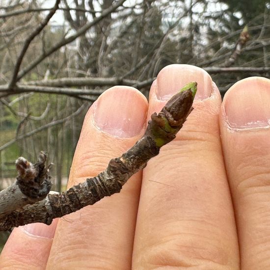 Speierling: Pflanze im Habitat Garten in der NatureSpots App