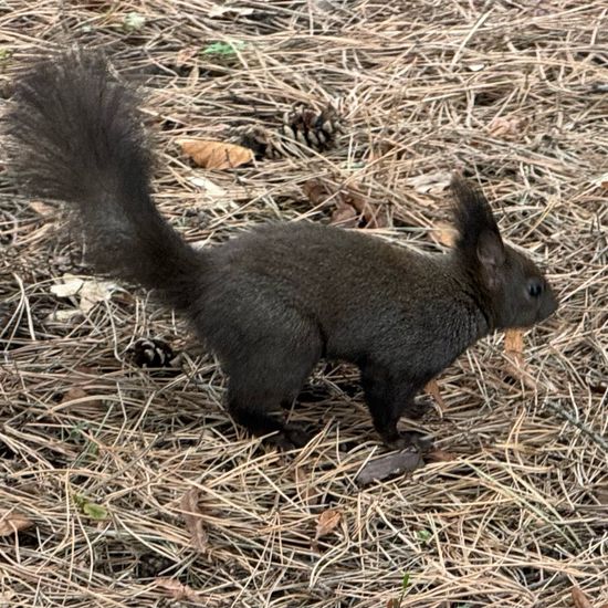 Sciurus vulgaris vulgaris: Tier im Habitat Garten in der NatureSpots App