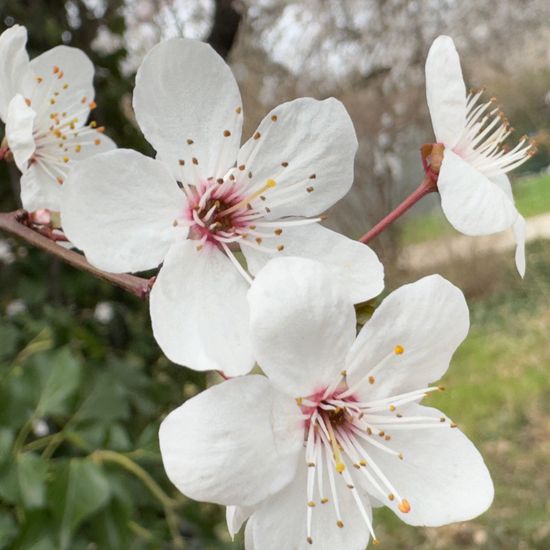 Kirschpflaume: Pflanze im Habitat Garten in der NatureSpots App