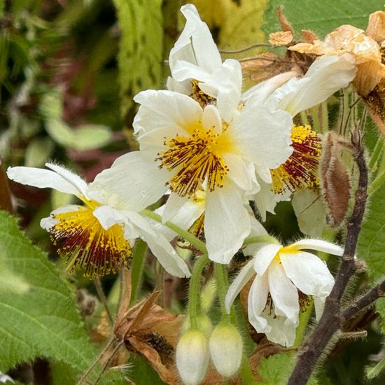 Kapländische Zimmerlinde: Pflanze im Habitat Garten in der NatureSpots App