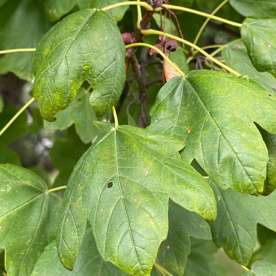 Acer hyrcanum subsp. intermedium: Pflanze im Habitat Park in der NatureSpots App