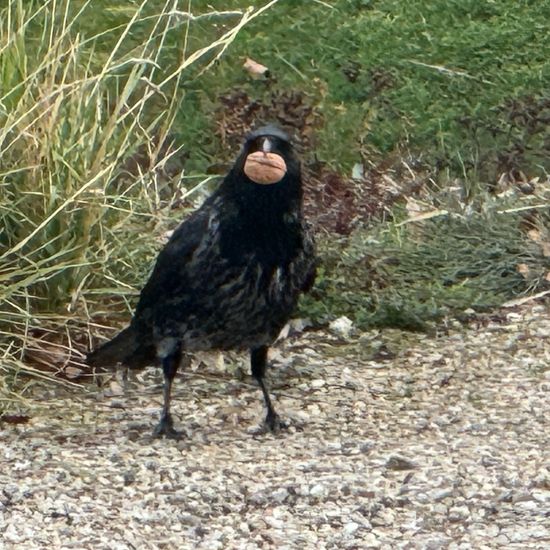 Aaskrähe: Tier im Habitat Garten in der NatureSpots App