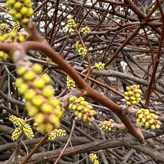 Rhus aromatica: Plant in habitat Garden in the NatureSpots App