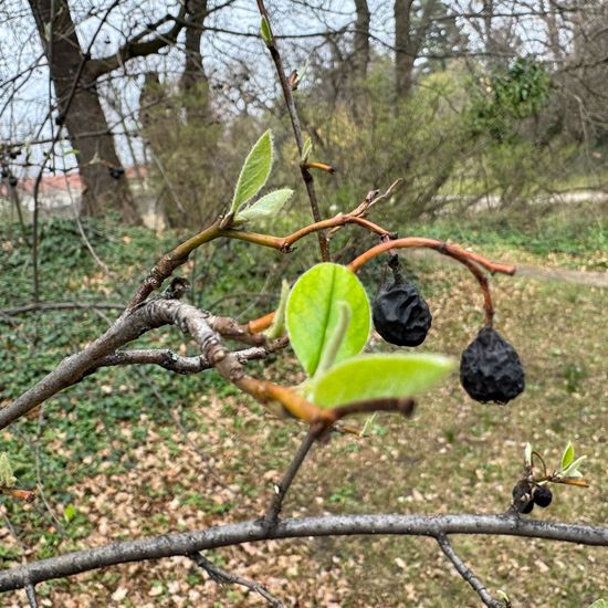 Cotoneaster multiflorus: Pflanze im Habitat Garten in der NatureSpots App