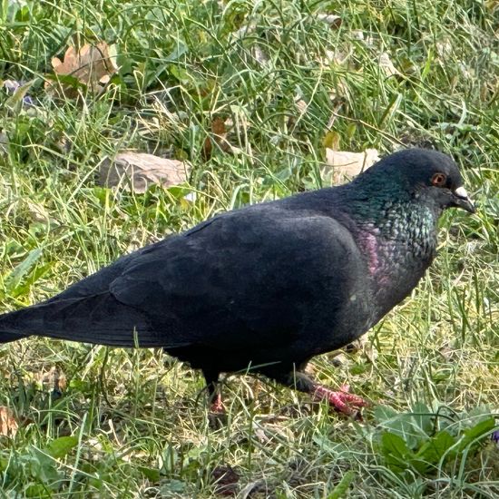 Columba livia livia: Animal in habitat Garden in the NatureSpots App