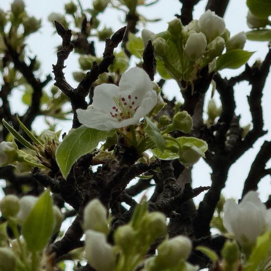 Pyrus ussuriensis: Pflanze im Habitat Garten in der NatureSpots App