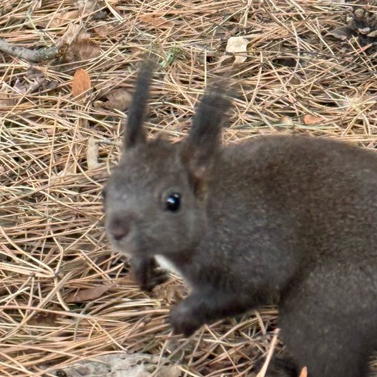 Sciurus vulgaris vulgaris: Tier im Habitat Garten in der NatureSpots App