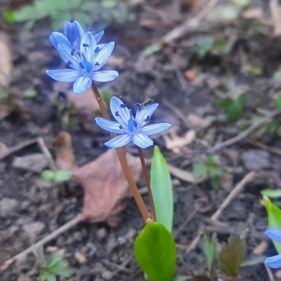 Zweiblättriger Blaustern: Pflanze im Habitat Park in der NatureSpots App