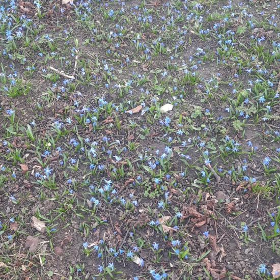 Traun-Blaustern: Pflanze im Habitat Park in der NatureSpots App