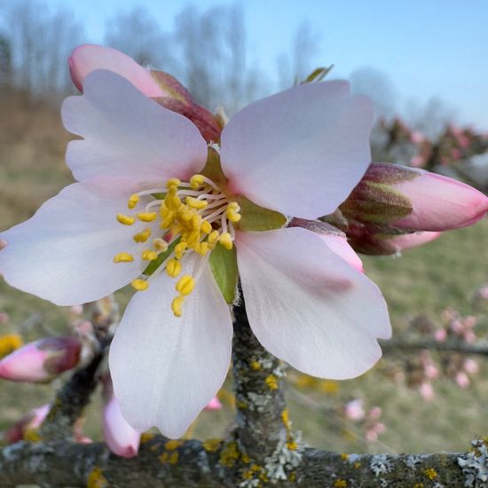 Mandel: Pflanze im Habitat Anderes Agrarhabitat in der NatureSpots App