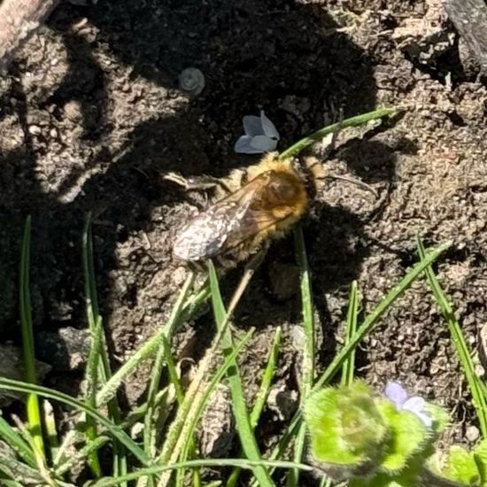 Frühlings-Seidenbiene: Tier im Habitat Park in der NatureSpots App