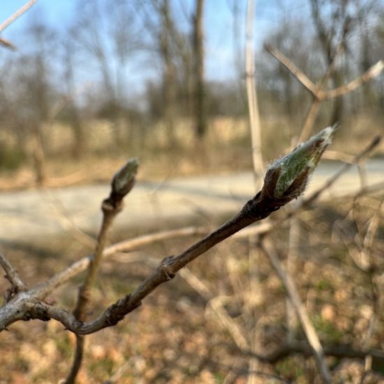 Rote Heckenkirsche: Pflanze im Habitat Park in der NatureSpots App