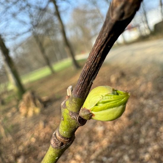 Staphylea pinnata: Plant in habitat Park in the NatureSpots App