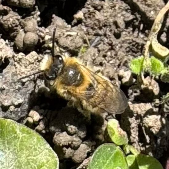 Frühlings-Seidenbiene: Tier im Habitat Park in der NatureSpots App