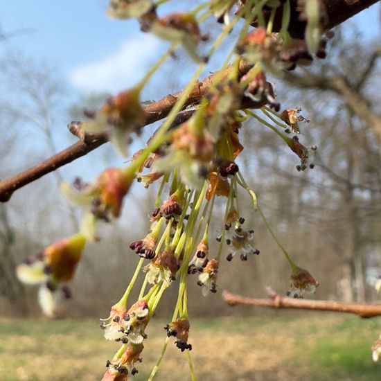 Flatterulme: Pflanze im Habitat Park in der NatureSpots App