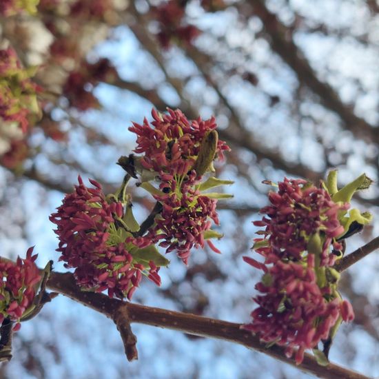 Parrotia persica: Pflanze im Habitat Innenstadt in der NatureSpots App