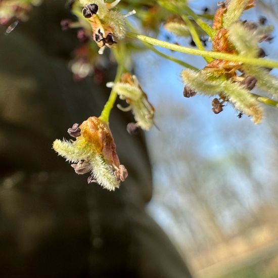 Ulmus laevis: Plant in habitat Park in the NatureSpots App