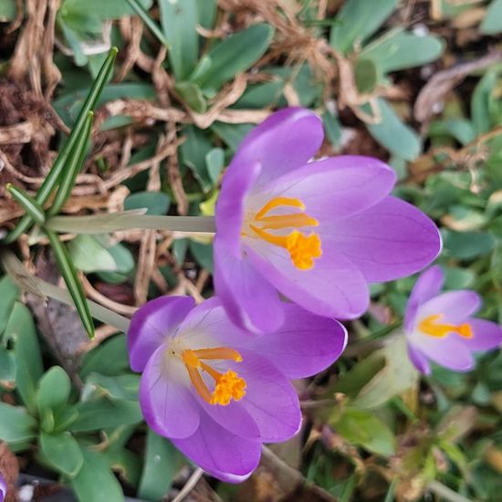 Crocus tommasinianus: Plant in nature in the NatureSpots App