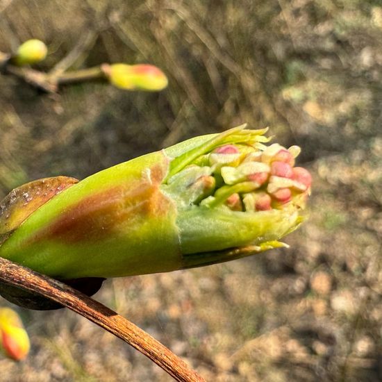 Staphylea pinnata: Plant in habitat Temperate forest in the NatureSpots App