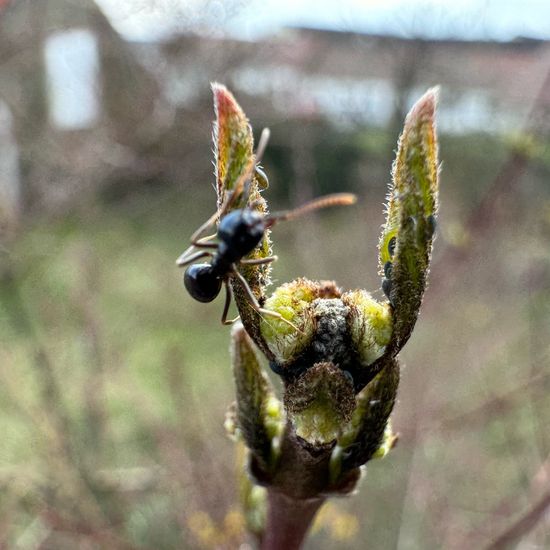 Ameisen: Tier im Habitat Garten in der NatureSpots App