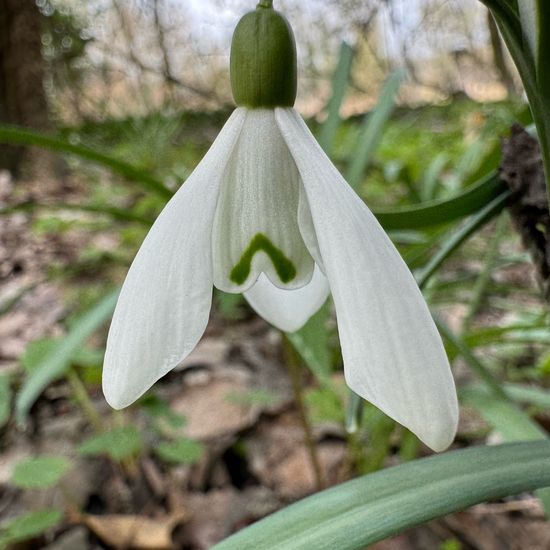 Schneeglöckchen: Pflanze im Habitat Auwald in der NatureSpots App