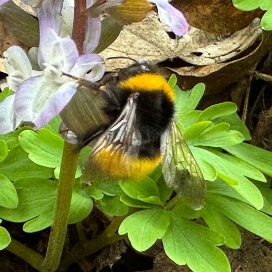 Dunkle Erdhummel: Tier im Habitat Auwald in der NatureSpots App