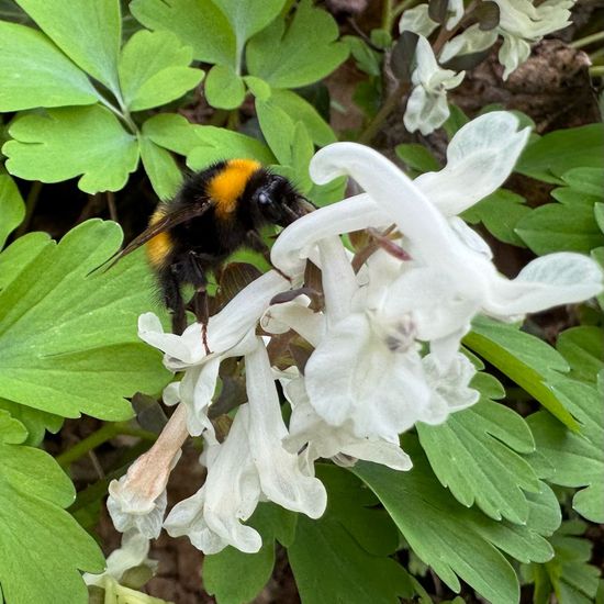 Dunkle Erdhummel: Tier im Habitat Auwald in der NatureSpots App