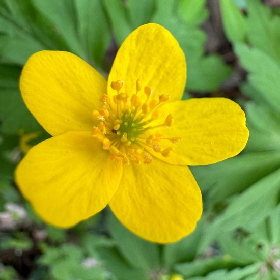 Anemone ranunculoides: Plant in habitat Riparian forest in the NatureSpots App