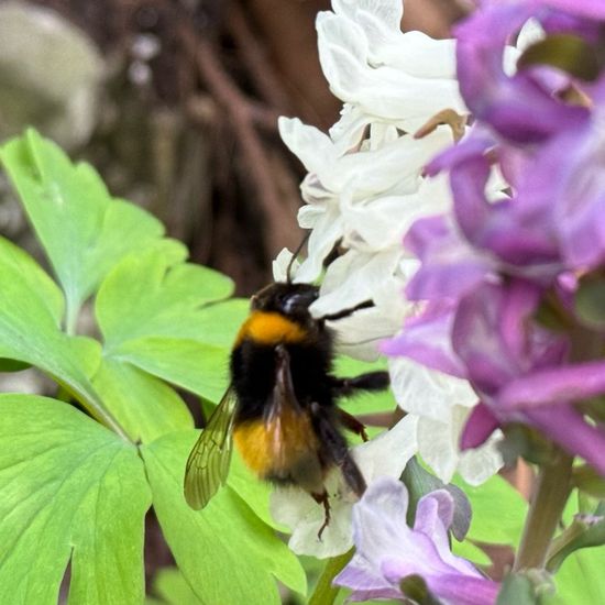 Dunkle Erdhummel: Tier im Habitat Auwald in der NatureSpots App