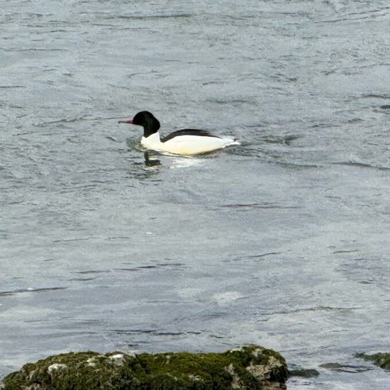 Gänsesäger: Tier im Habitat Süßwasser in der NatureSpots App