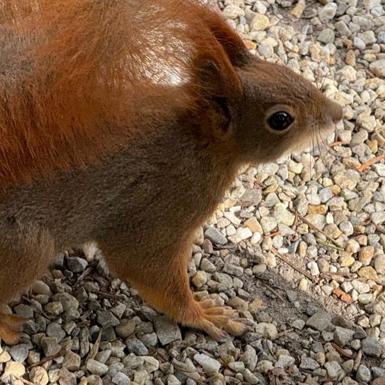 Eurasisches Eichhörnchen: Tier im Habitat Park in der NatureSpots App